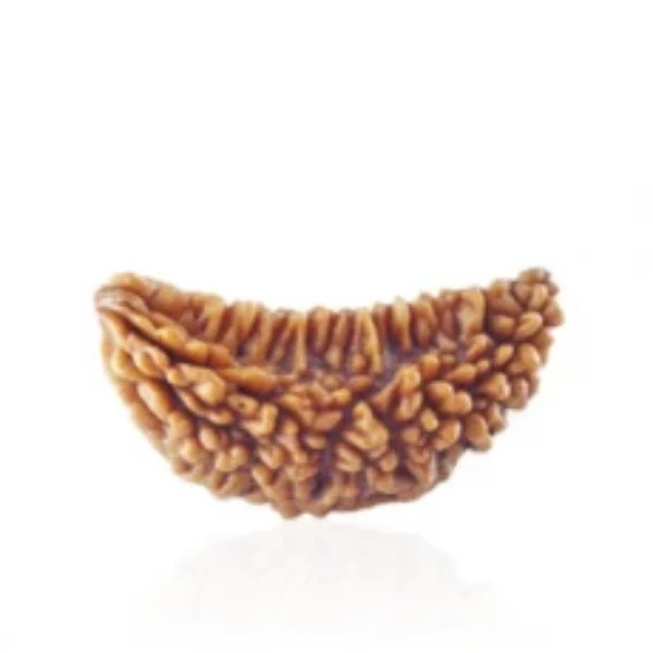 Buy 1 Mukhi Rudraksha