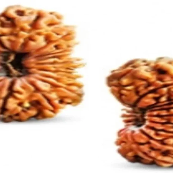 20 Mukhi Rudraksha