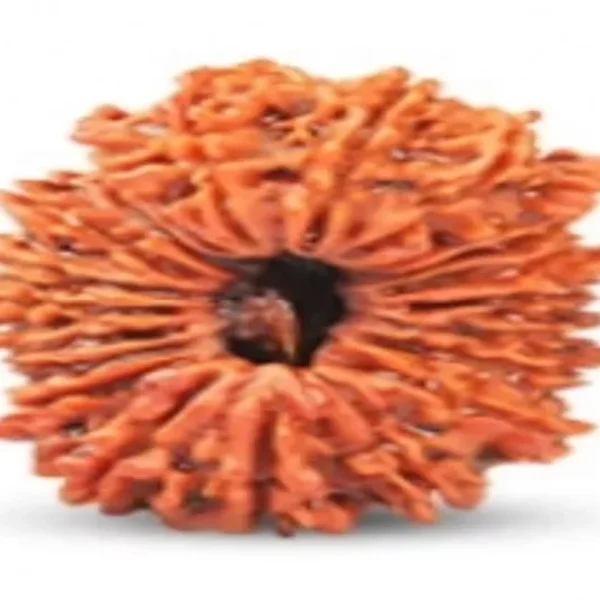 21 Mukhi Rudraksha