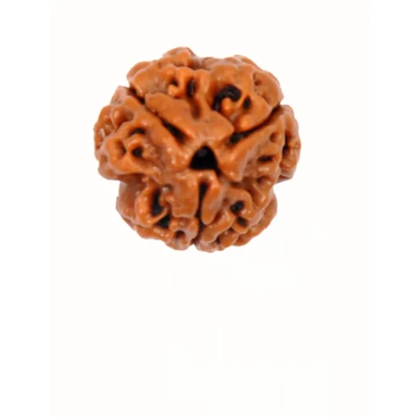 Buy 3 Mukhi Rudraksha