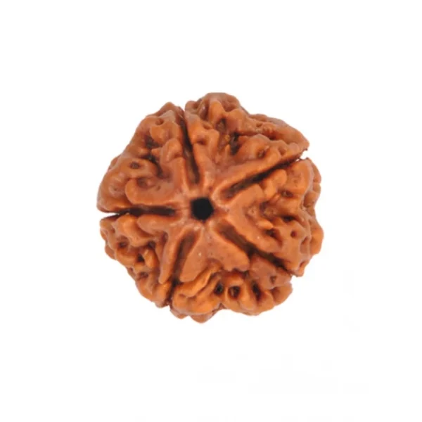 Buy 5 Mukhi Rudraksha