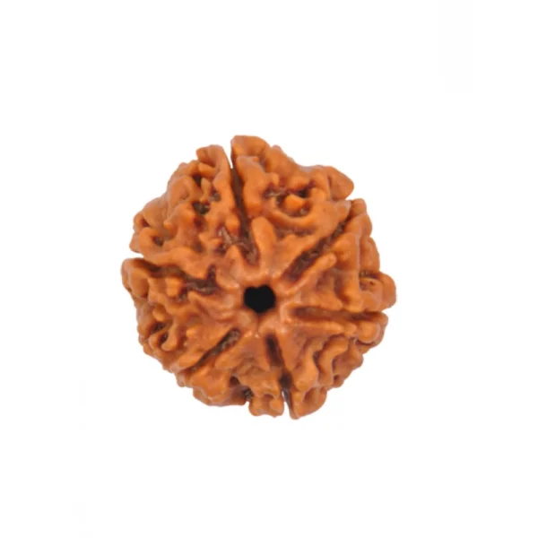 Buy 6 Mukhi Rudraksha