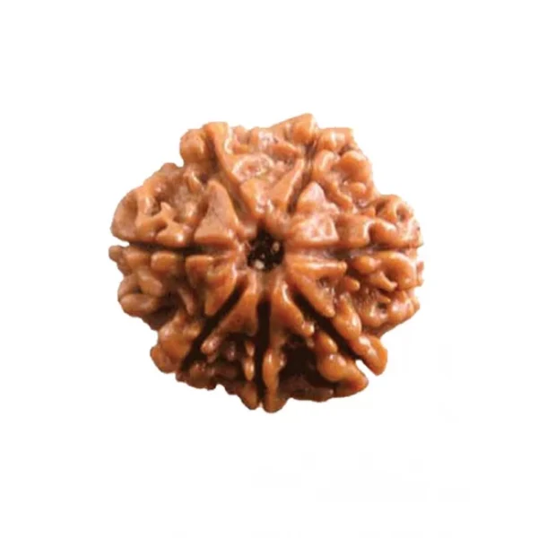 Buy 7 Mukhi Rudraksha