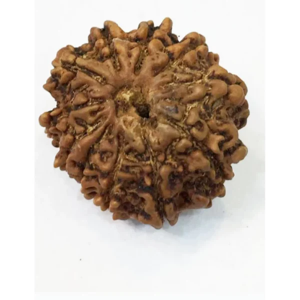 Buy 11 Mukhi Rudraksha