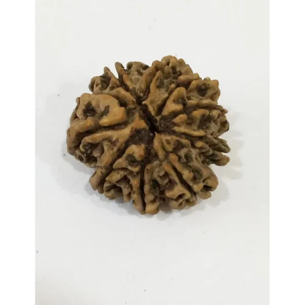 Buy 10 Mukhi Rudraksha