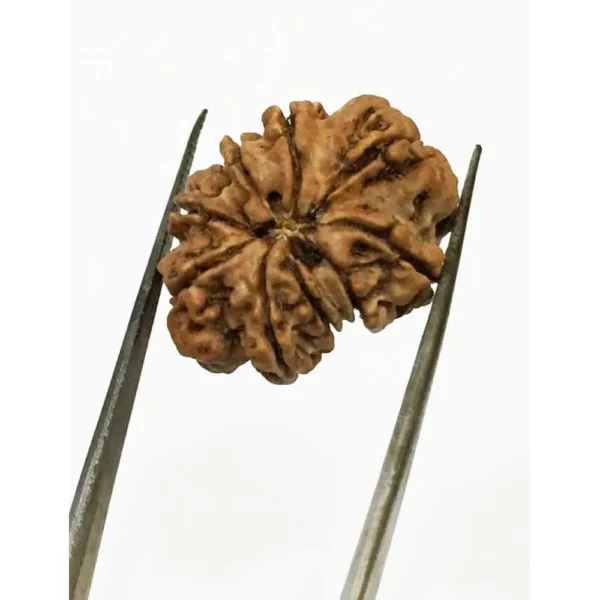 Buy 9 Mukhi Rudraksha