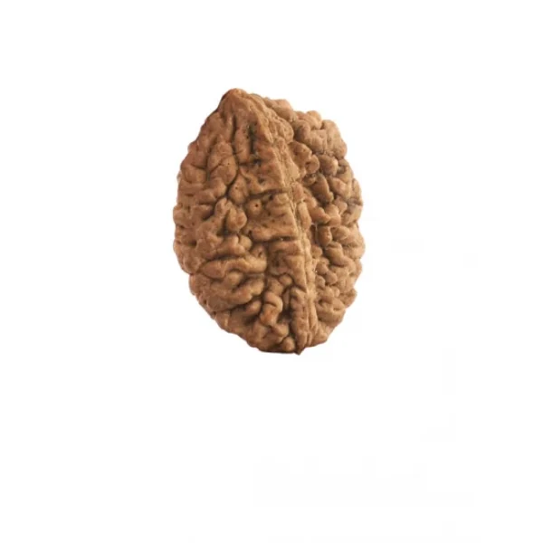 Buy 2 Mukhi Rudraksha